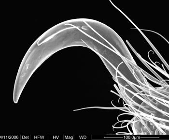 Media type: image;   Invertebrate Zoology 134690